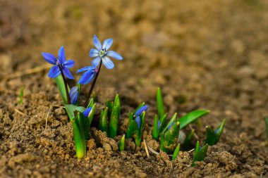 One of the first spring flowers grow on the ground blue snowdrops .