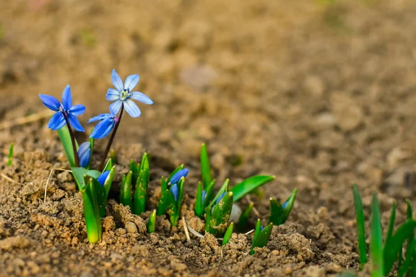 Blue snowdrops in the spring grow in the ground. Blue flowers. — 스톡 사진