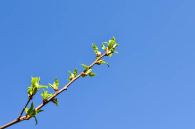 Mavi gökyüzünün arka planında genç yeşil yaprakların dalları ve tomurcukları. Bahar yaprakları. Yazı için uygun bir yer. Kartpostallar için.