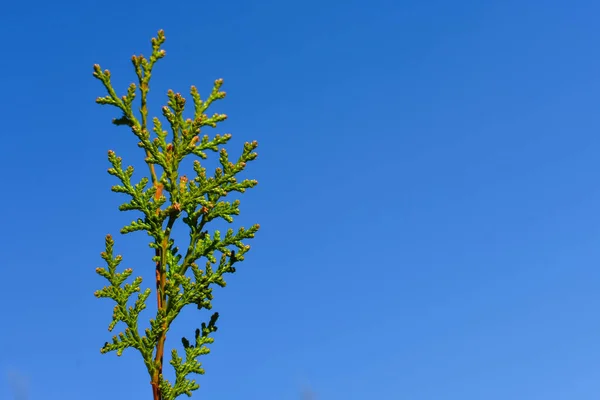 Větve mladých zelených listů na pozadí modré oblohy. Místo pro nápis. — Stock fotografie