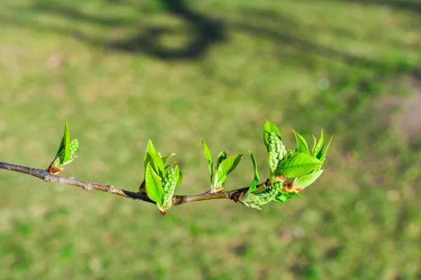 Větve mladých zelených listů a poupat na rozmazaném pozadí. Jarní listy. — Stock fotografie
