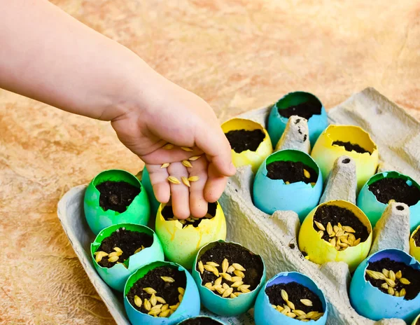 Les enfants plantent à la main des graines chez les requins-œufs. Concept de Pâques . — Photo
