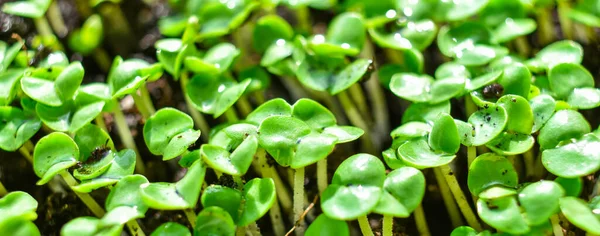 Green shoots. Young green sprouts grow on black soil.