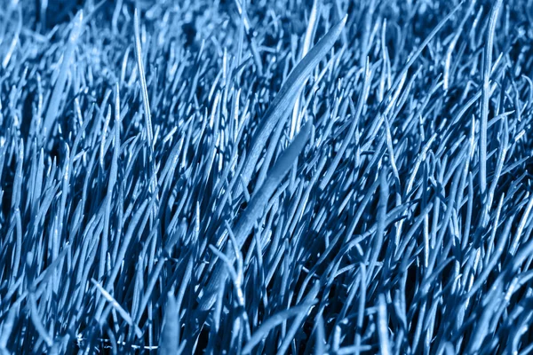 Primer plano de la hierba. Fondo azul abstracto. La base de la postal . — Foto de Stock