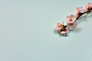 Mavi bir zemin üzerinde ağaç dalları üzerinde kayısı çiçekleri. Kartpostalın temeli. Bir yazıt için yer.