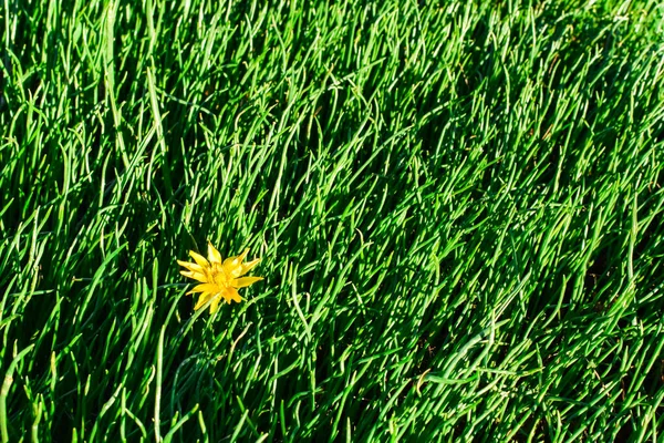 一朵黄色的蒲公英，背景是新鲜浓密的青草。明信片的绿色背景基础. — 图库照片