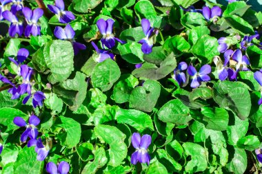 Menekşe. Güzel ilkbahar çiçekleri gün ışığında çiçek açar. Bahar çiçekleri. Bahar geldi. İlk çiçekler..