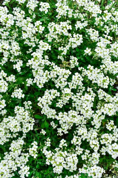 Eggplant flower,white flowers for teacher day,composition for Teachers day on green background.