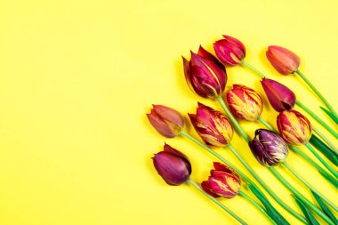 Sarı arka planda kırmızı laleler. Yazı için uygun bir yer. Yukarıdan bak. Kartpostallar için boş.