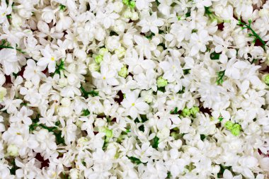 Sarı arka planda beyaz leylak. Yazı için uygun bir yer. Yukarıdan bak. Kartpostallar için boş.