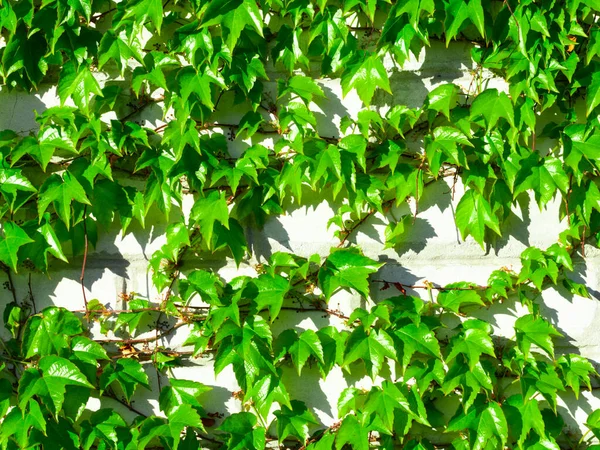 Молодые сочные зеленые листья винограда плетутся вдоль белой кирпичной стены — стоковое фото
