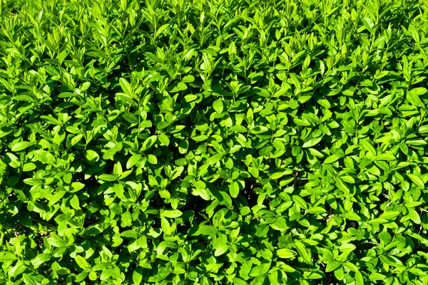 Hermoso fondo de jugosas hojas verdes jóvenes. Fondo natural, color jugoso verde fresco — Foto de Stock