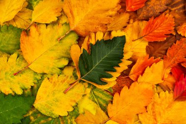 Renkli sonbahar yaprakları üzerinde güzel yeşil bir yaprak. Yukarıdan bak. Sonbahar arkaplanı Kartpostalın temeli.