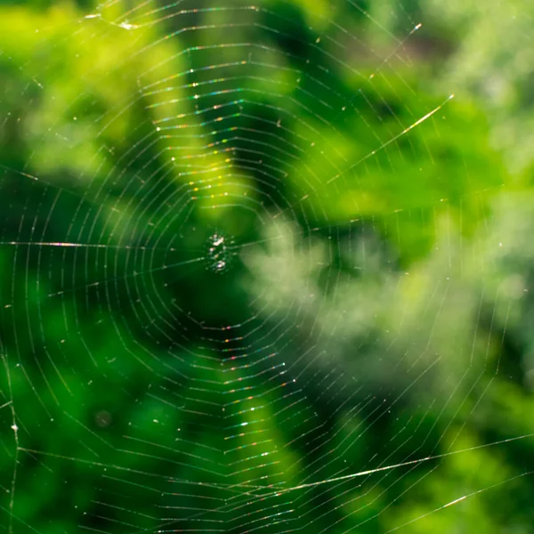 Teia de aranha closeup em um fundo verde embaçado ao sol. Fundo desfocado . — Fotografia de Stock