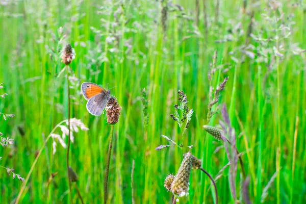 Mariposa naranja en la hierba verde. Contexto — Foto de Stock