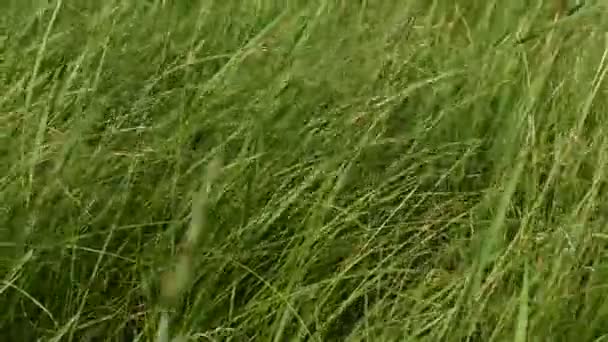 Detailní záběr svěží husté trávy kymácející.