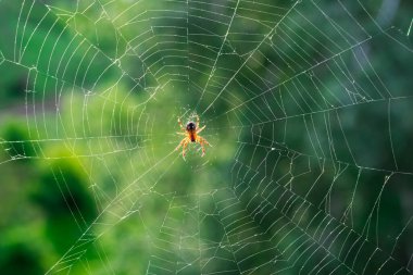 Güneşte bulanık yeşil bir arkaplanda örümcektir..