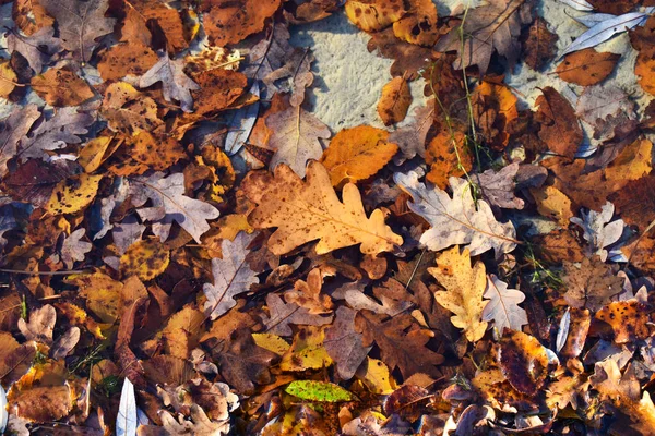 Kahverengi sonbahar yaprağı gölün suyuna düştü. Sonbahar. — Stok fotoğraf