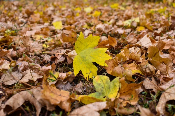 Folha de bordo amarelo no fundo de folhas marrons velhas . — Fotografia de Stock