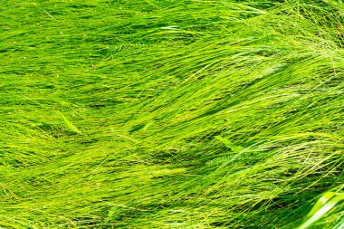 Çayırda yemyeşil çimenler, kahverengi dikenler ve çekirdekler. Yeşil çimen arkaplanı.