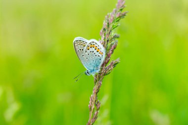 Yeşil çimenlikteki mavi kelebek. Arkaplan