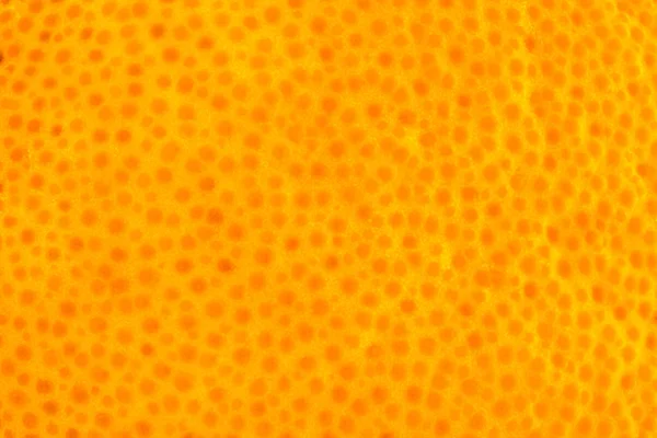 Orange Peel — Stock Photo © Sapfirhik 5234843