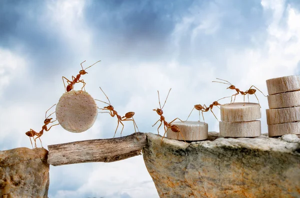 Myror som transporterar trä korsning cliff, lagarbete koncept — Stockfoto