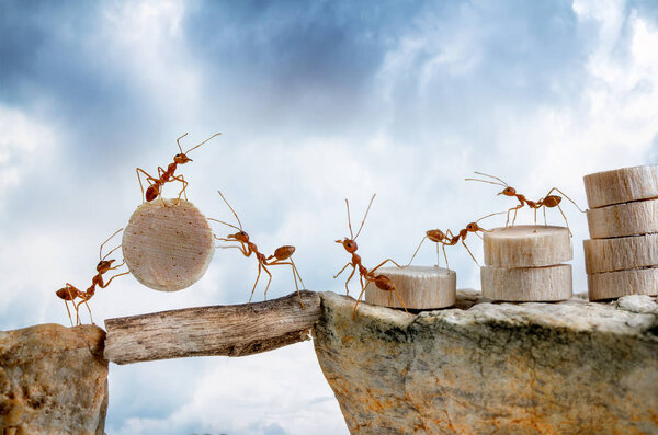 Ants carrying wood crossing cliff, teamwork concept