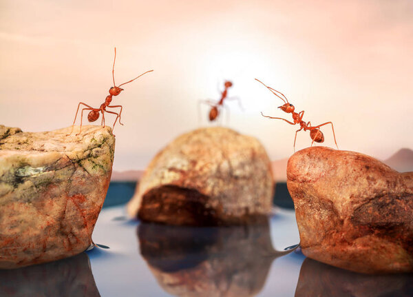 Ants standing on rocks, trying to cross water, teamwork concept