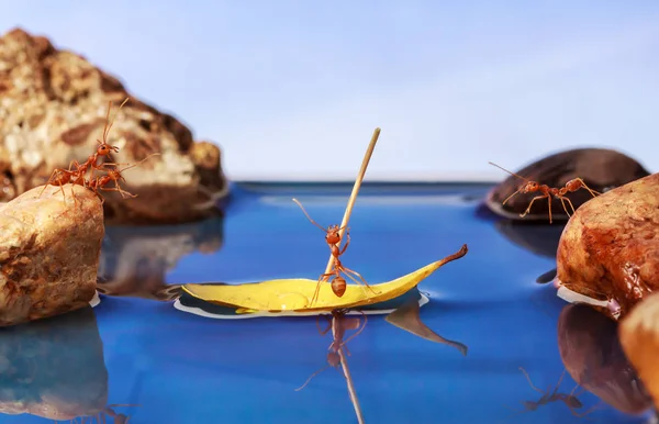 Μυρμήγκι κουπί ένα σκάφος διέλευση νερού, η ομαδική εργασία έννοια — Φωτογραφία Αρχείου