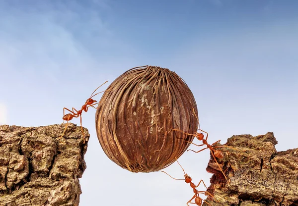 Birlikte, yiyecek taşıyan karınca ekip çalışması kavramı