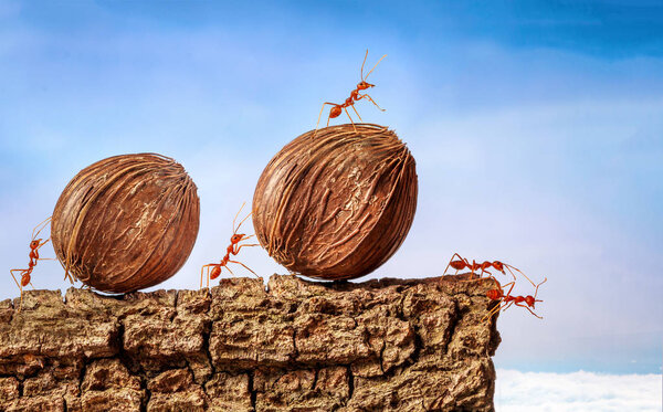 Ants carrying food together, teamwork concept