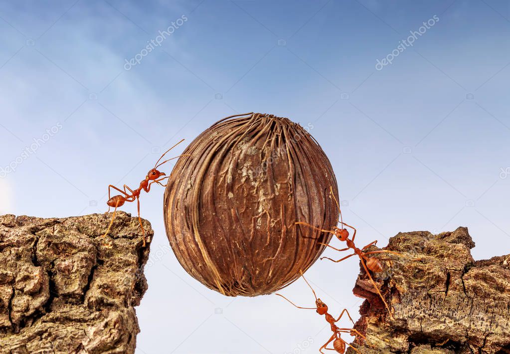 Ants carrying food together, teamwork concept