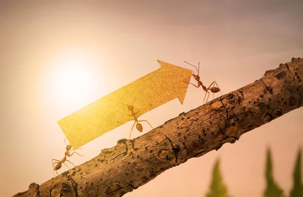 Ants carry rising arrow for business graph, business and teamwork concept — Stock Photo, Image