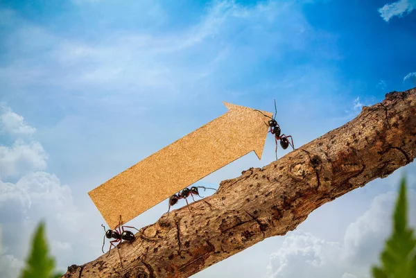 蚂蚁搬运上升的箭头为业务图、 业务和团队合作的概念 — 图库照片
