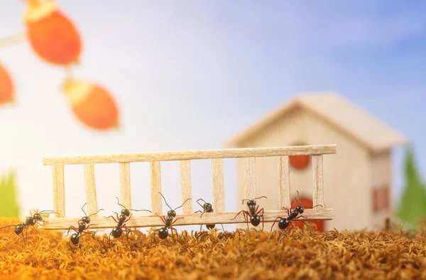 Ants build a house with ladder, teamwork concept — Stock Photo, Image