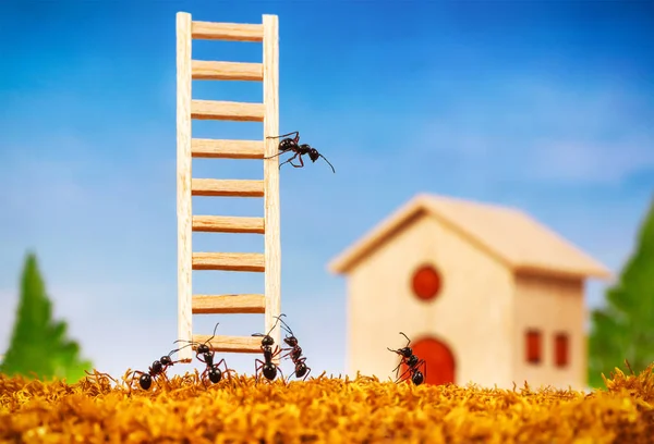 Ants build a house with ladder, teamwork concept — Stock Photo, Image
