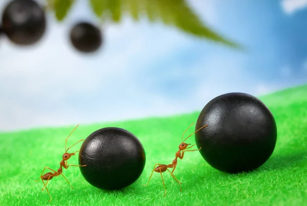Ants carrying food together, teamwork concept