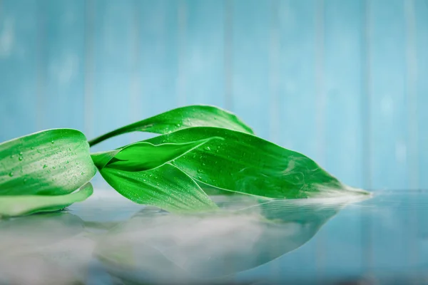 Gröna Blad Med Torris Rök Dimmig Bakgrund — Stockfoto