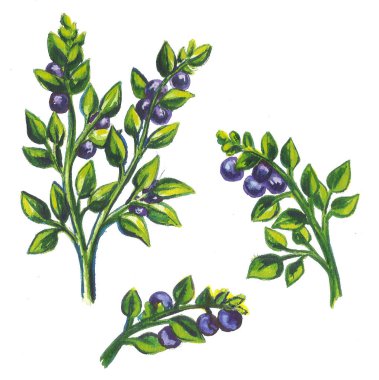 set, çerçeve buketleri meyve ve böğürtlen. Beyaz arka planda izole edilmiş. Suluboya çizimi