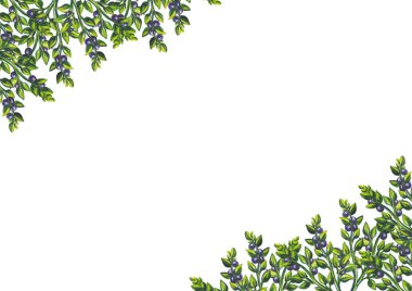 set, çerçeve buketleri meyve ve böğürtlen. Beyaz arka planda izole edilmiş. Suluboya çizimi