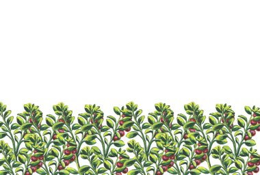 set, çerçeve buketleri meyve ve böğürtlen. Beyaz arka planda izole edilmiş. Suluboya çizimi