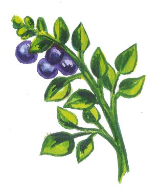 set, çerçeve buketleri meyve ve böğürtlen. Beyaz arka planda izole edilmiş. Suluboya çizimi