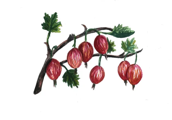 Set, çerçeve buketleri meyve ve böğürtlen. Beyaz arka planda izole edilmiş. Suluboya çizimi — Stok fotoğraf