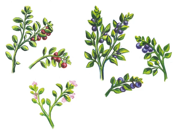 Sets, umrahmt Blumensträuße aus Früchten und Beeren. isoliert auf weißem Hintergrund. Aquarellillustration — Stockfoto