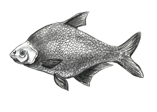 Коллекция морских животных. Ручной рисунок карандашный рисунок. Shell, seastar, subwater life . — стоковое фото