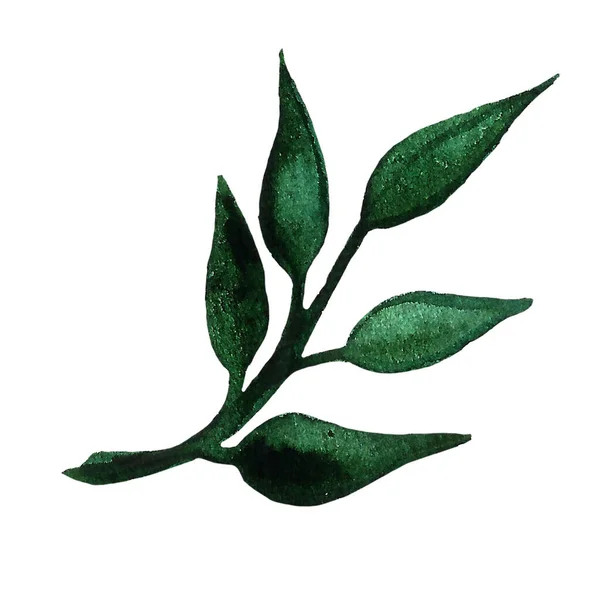 Zelené listí na větvi. Botanická ilustrace akvarelu — Stock fotografie