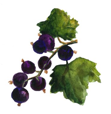 Kokain, konyak, bira, şampanya, şarap şişesi ve cam, suluboya ve mürekkeple çizim, el yapımı illüstrasyon