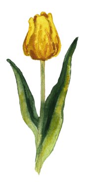 El boyası çiçek unsurları ayarlandı. Okaliptüs, lale, şakayık, şakayık, şakayık çiçeği ve yaprakların suluboya çizimi. Doğal nesneler