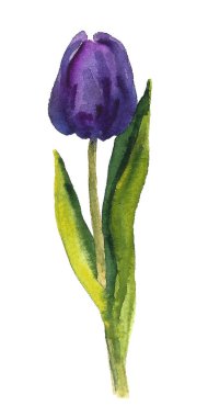 El boyası çiçek unsurları ayarlandı. Okaliptüs, lale, şakayık, şakayık, şakayık çiçeği ve yaprakların suluboya çizimi. Doğal nesneler